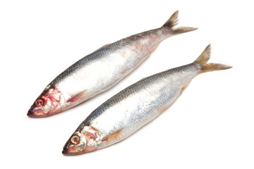 Fresh herrings isolated on a white studio background.