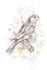 Sketch of a canary, branch & floral calligraphy