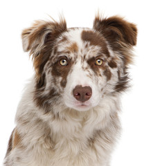 Close-up of Red Merle Border Collie, 6 months old, in front of w