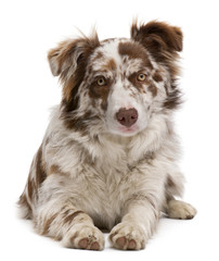 Red Merle Border Collie, 6 months old, lying in front of white b