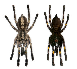 Tarantula spiders, Poecilotheria Metallica, in front of white ba