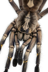 Close-up of Tarantula spider, Poecilotheria Metallica, in front