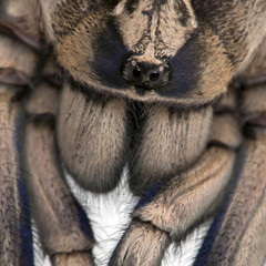 Close-up of Tarantula spider, Poecilotheria Metallica, in front