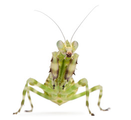 Female Banded Flower Mantis or Asian Boxer Mantis, Theopropus el