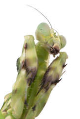 Close-up of Female Banded Flower Mantis or Asian Boxer Mantis, T
