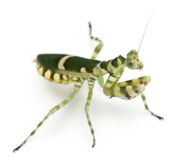 Female Banded Flower Mantis or Asian Boxer Mantis, Theopropus el