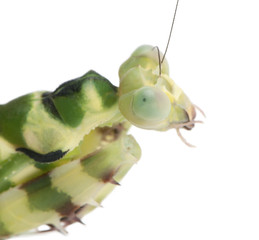 Close-up of Female Banded Flower Mantis or Asian Boxer Mantis