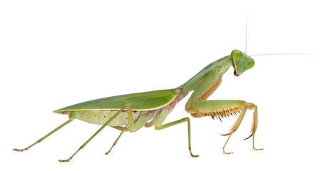 Female Praying Mantis, Rhombodera Basalis