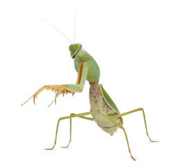 Female Praying Mantis, Rhombodera Basalis