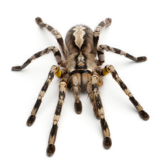Tarantula spider, Poecilotheria Fasciata
