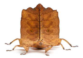 Phyllium Westwoodii, a leaf insect © Eric Isselée