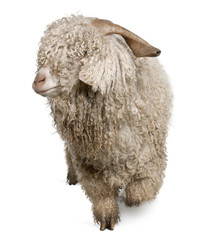 Angora goat in front of white background