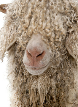 Close-up of Angora goat in front of white background