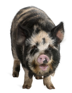 Kounini pig in front of white background