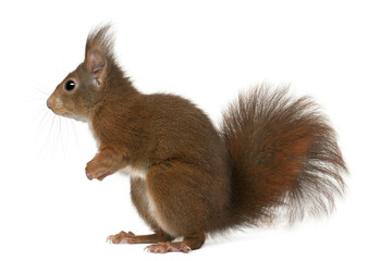 Eurasian red squirrel, Sciurus vulgaris, 4 years old