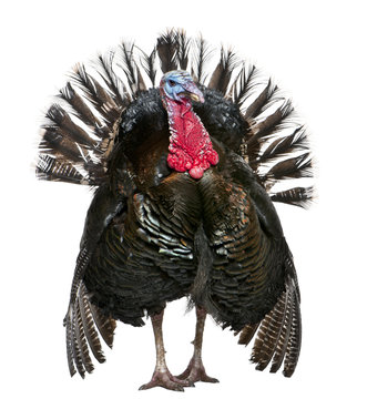 Wild Turkey, Meleagris Gallopavo, In Front Of White Background