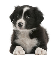 Border Collie puppy, 6 weeks old, lying in front of white backgr
