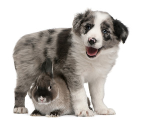 Blue Merle Border Collie puppy, 6 weeks old, and a rabbit
