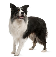 Border Collie standing in front of white background - obrazy, fototapety, plakaty
