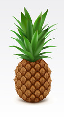Illustration of fresh pineapple