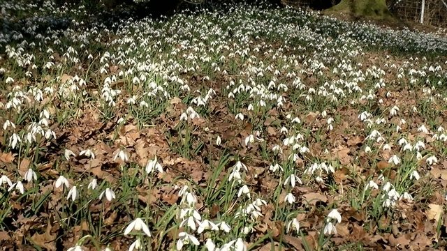 Perce neige_1