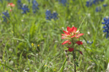 red flower in a field