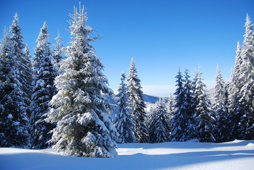 Fototapeta na wymiar śnieżny las sosnowy