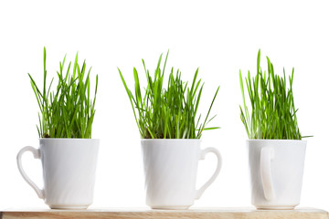 fresh green grass in coffee cups