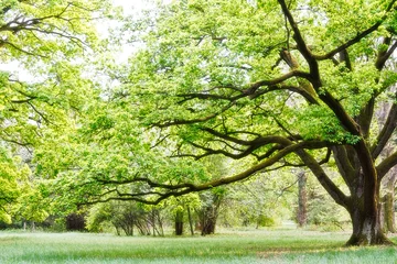 Selbstklebende Fototapete Bäume Park