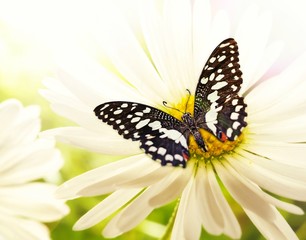 Butterfly sitting on a chamomile flower