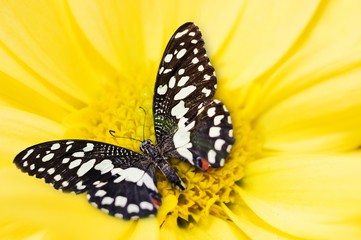 Little ladybug sleeping on yellow flower