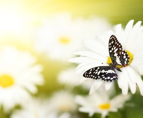 Ladybug sitting on a flower