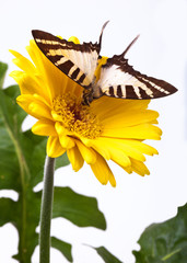 Graphium euphrates Butterfly
