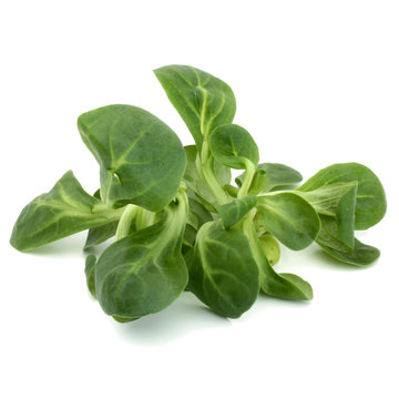 Salade "m&acirc;che"