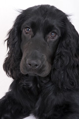 english Cocker Spaniel