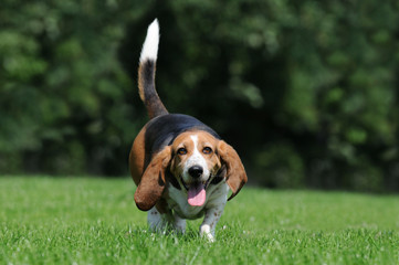 Beagle