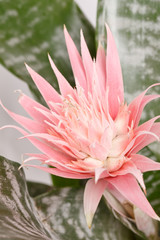 Aechmea Fasciata Bromeliad isolated on white