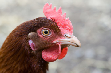 Chicken head in profile