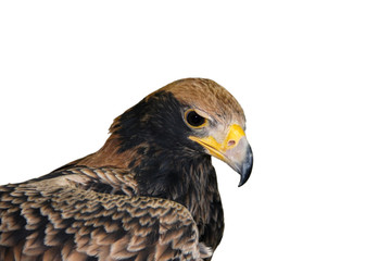 Verreaux eagle (Aquila verreauxii)