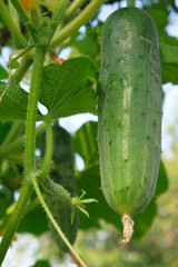 Cucumber