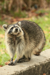 Fototapeta premium Cute raccoon nibles a chocolate cookie