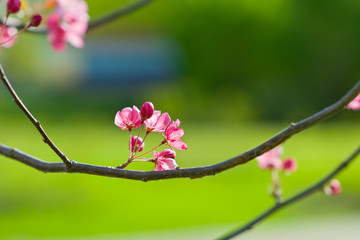 Spring Again