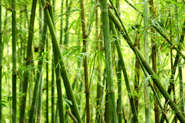 bamboo background