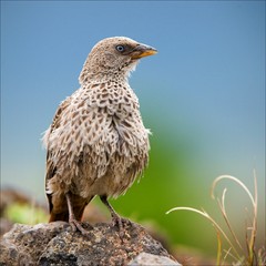 Rufous-tailed weaver.