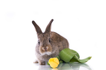 little rabbit and flowers