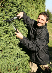 jardinier, pépiniériste,  paysagiste taille un cyprès