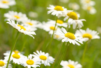Obraz na płótnie Canvas White and yellow daisies