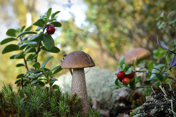 Mushroom a birch mushroom and a cowberry.