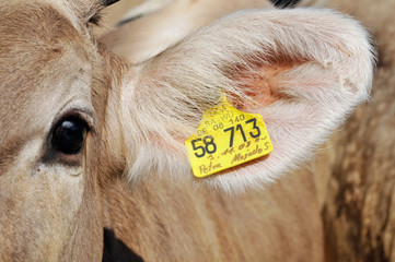Etiqueta en la oreja de una vaca - 29813986