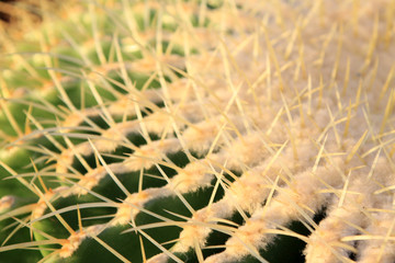 cactus kind plant